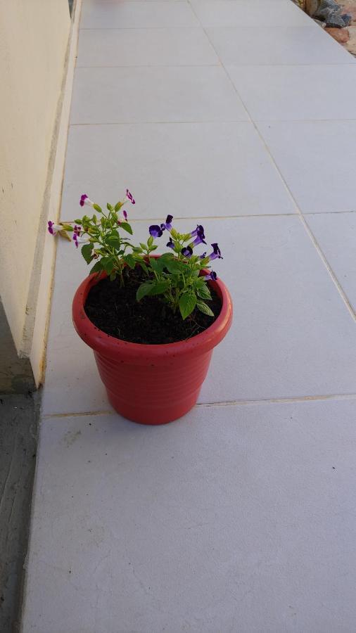 Отель Casal Ostara Begonia Алту-Параизу-ди-Гояс Экстерьер фото