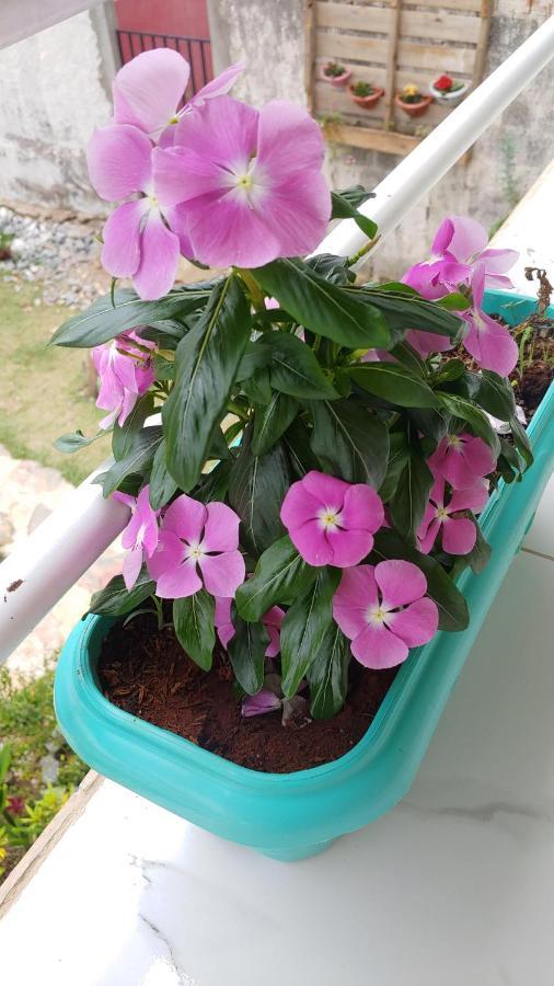 Отель Casal Ostara Begonia Алту-Параизу-ди-Гояс Экстерьер фото