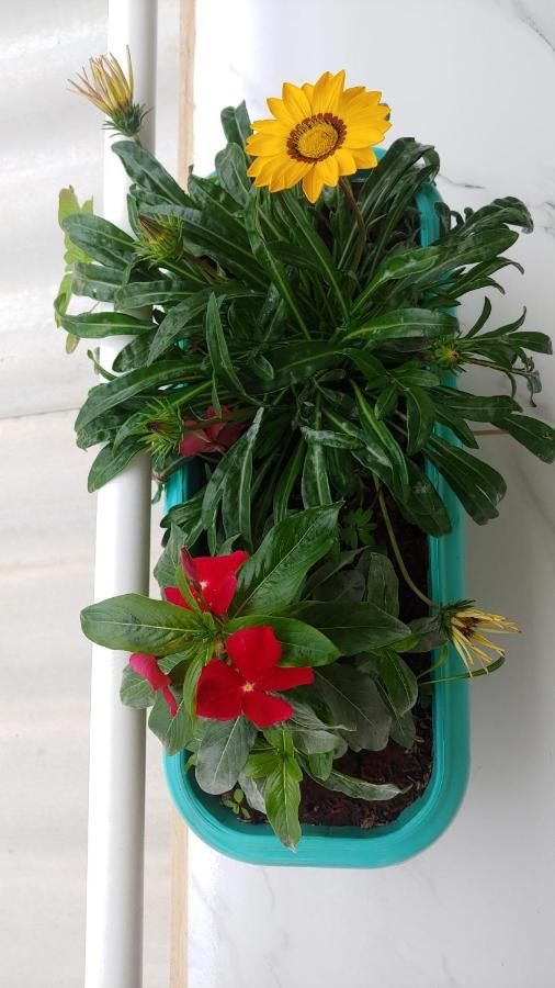Отель Casal Ostara Begonia Алту-Параизу-ди-Гояс Экстерьер фото